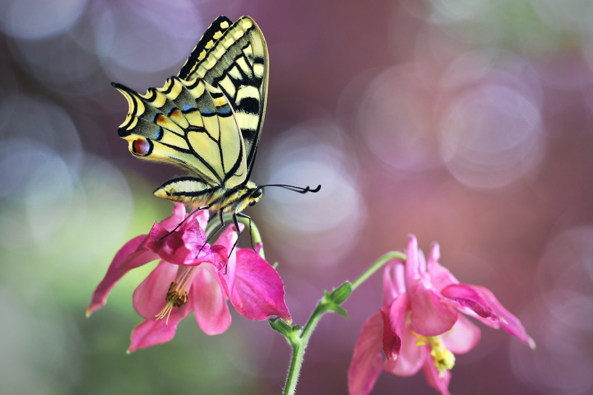 Download Insect Butterfly Macro Flower Animal Swallowtail Butterfly HD Wallpaper