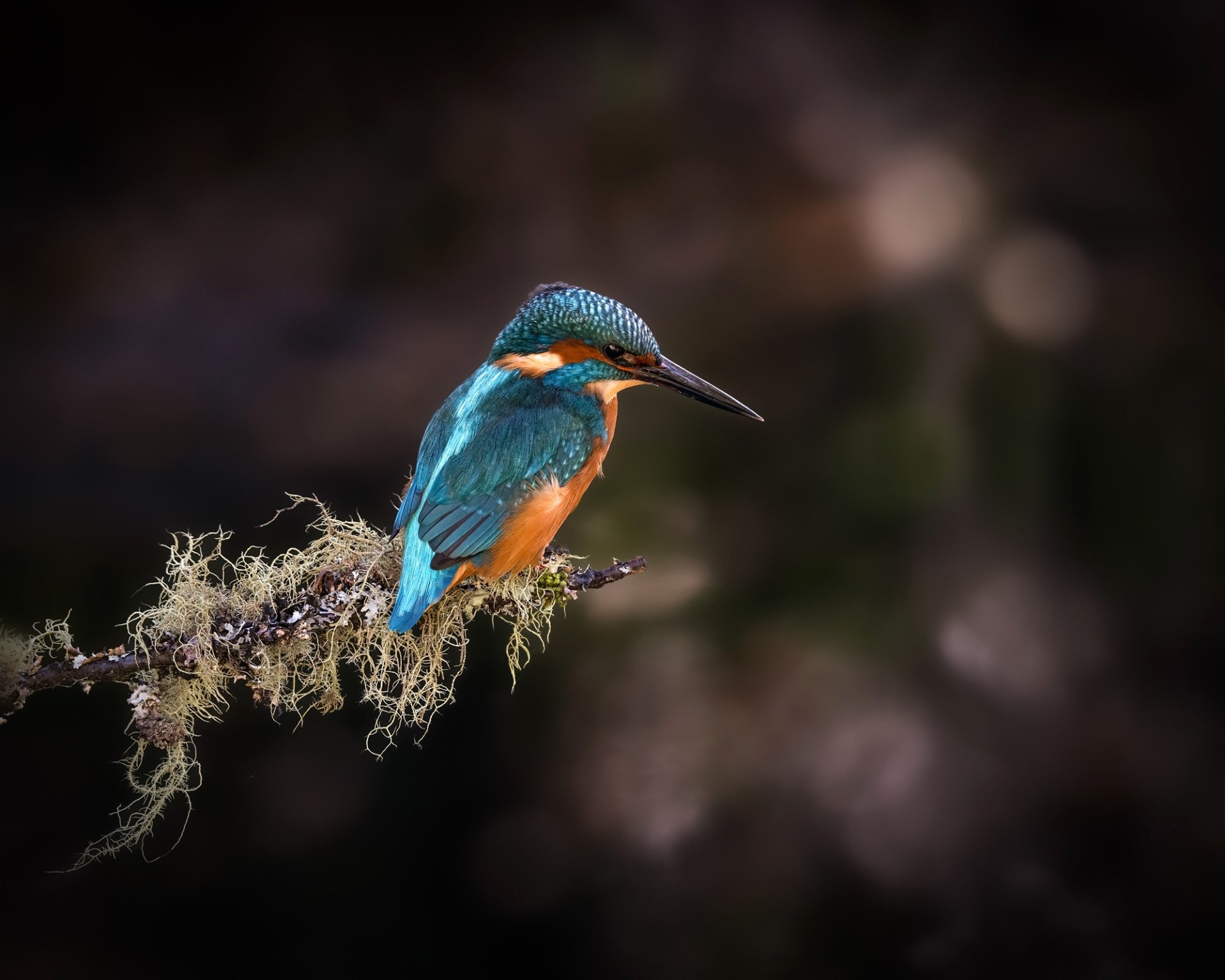 Download Common Kingfisher Bird Animal Kingfisher HD Wallpaper