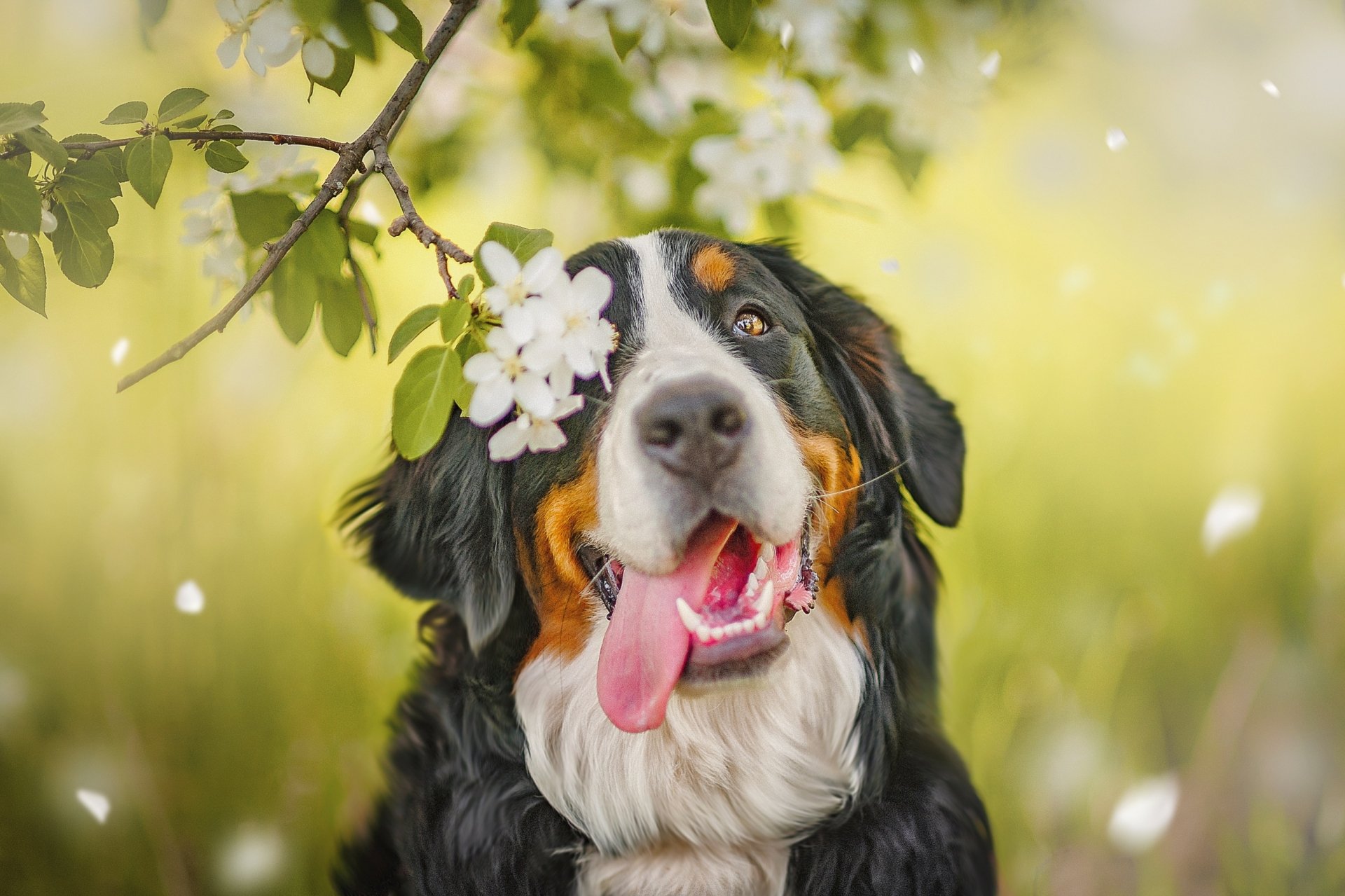 Download Dog Animal Bernese Mountain Dog HD Wallpaper
