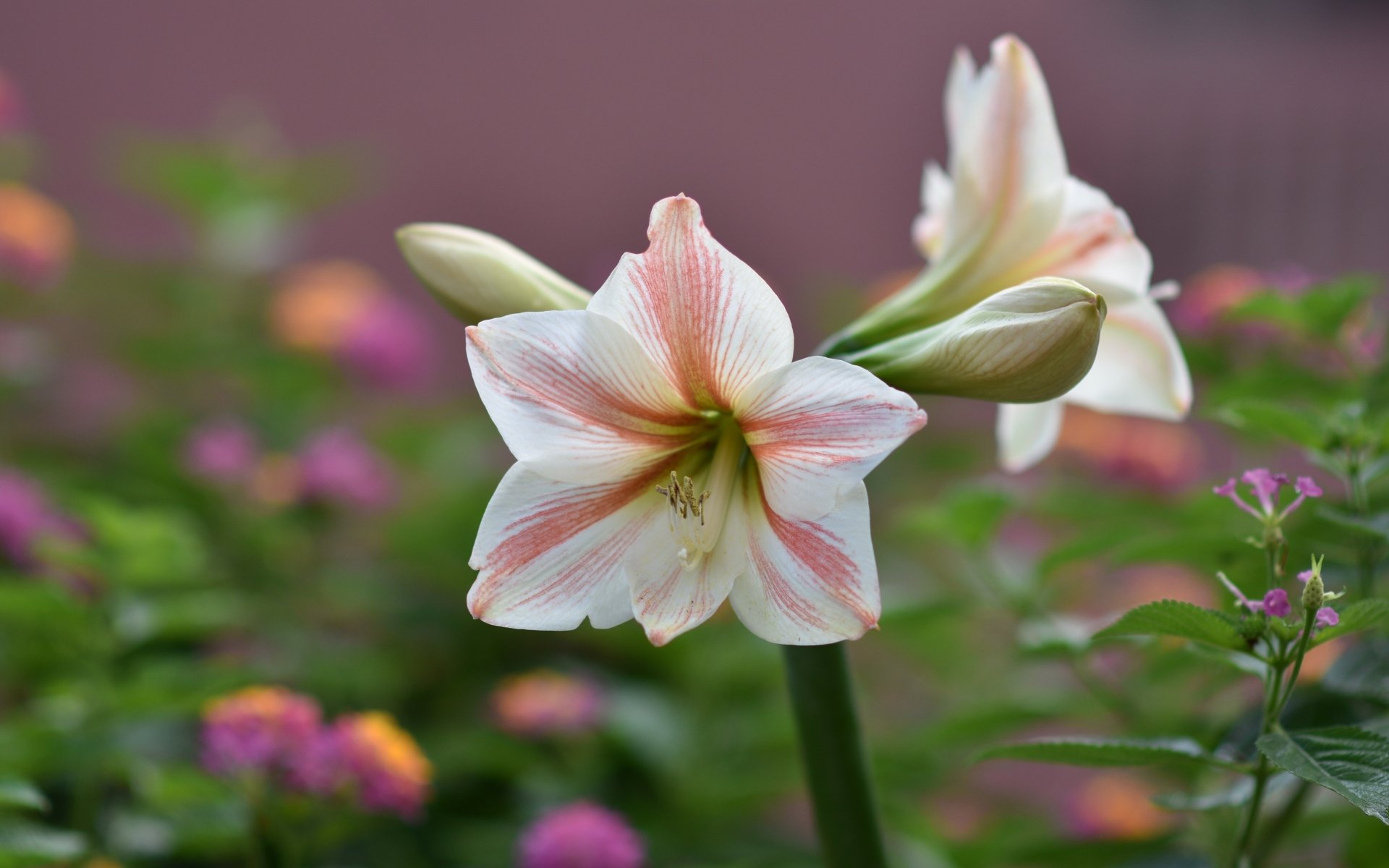 Download Plant Flower Nature Amaryllis 4k Ultra HD Wallpaper by Hà Phạm