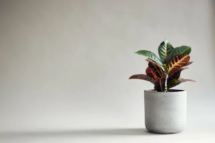 Photography of a potted croton plant with colorful leaves in a concrete pot on a minimal gray background — 4K Ultra HD PC desktop wallpaper and background.