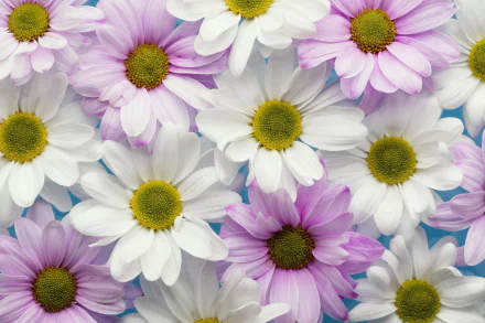 nature chrysanthemum HD Desktop Wallpaper | Background Image