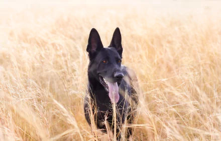 Animal dog Black Dog HD Desktop Wallpaper | Background Image