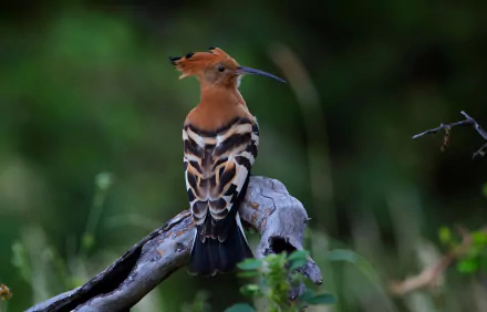 HD desktop wallpaper featuring a colorful hoopoe bird perched on a branch with a blurred green natural background.