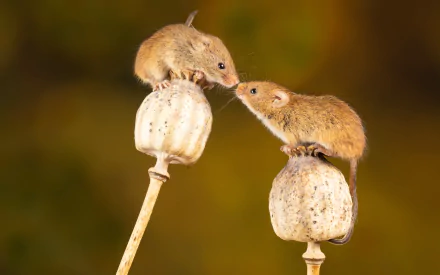 rodent Animal mouse HD Desktop Wallpaper | Background Image
