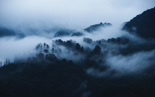 Nature Fog Forest HD Wallpaper | Background Image