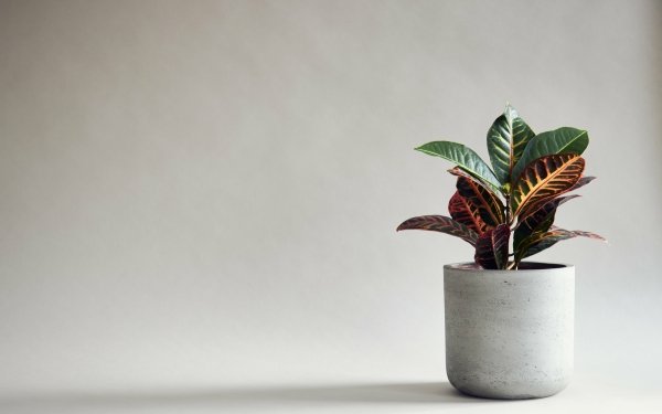 Photography Plant HD Wallpaper | Background Image