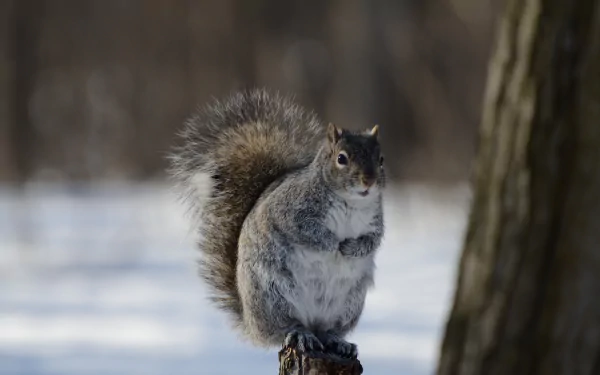 A close-up of a squirrel rodent perched outdoors in winter, captured in stunning 4K Ultra HD for a PC desktop wallpaper and background.
