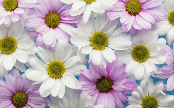 Close-up of white and pink chrysanthemum blossoms filling the frame, a vibrant nature scene presented as a 2K Quad HD PC desktop wallpaper and background.
