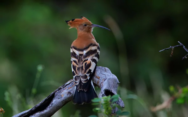 HD desktop wallpaper featuring a colorful hoopoe bird perched on a branch with a blurred green natural background.