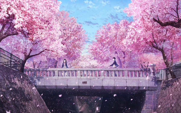 Anime Love Sakura Flower HD Wallpaper | Background Image