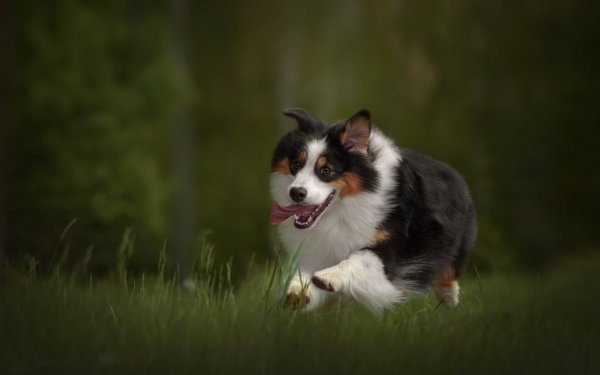 Animal Border Collie Dogs Dog HD Wallpaper | Background Image