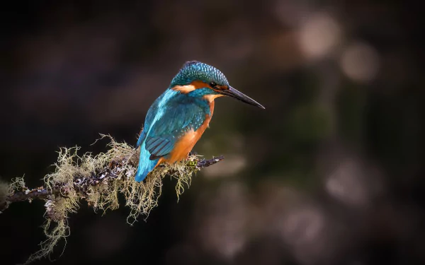 common kingfisher bird Animal kingfisher HD Desktop Wallpaper | Background Image