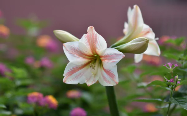 plant flower nature Amaryllis HD Desktop Wallpaper | Background Image