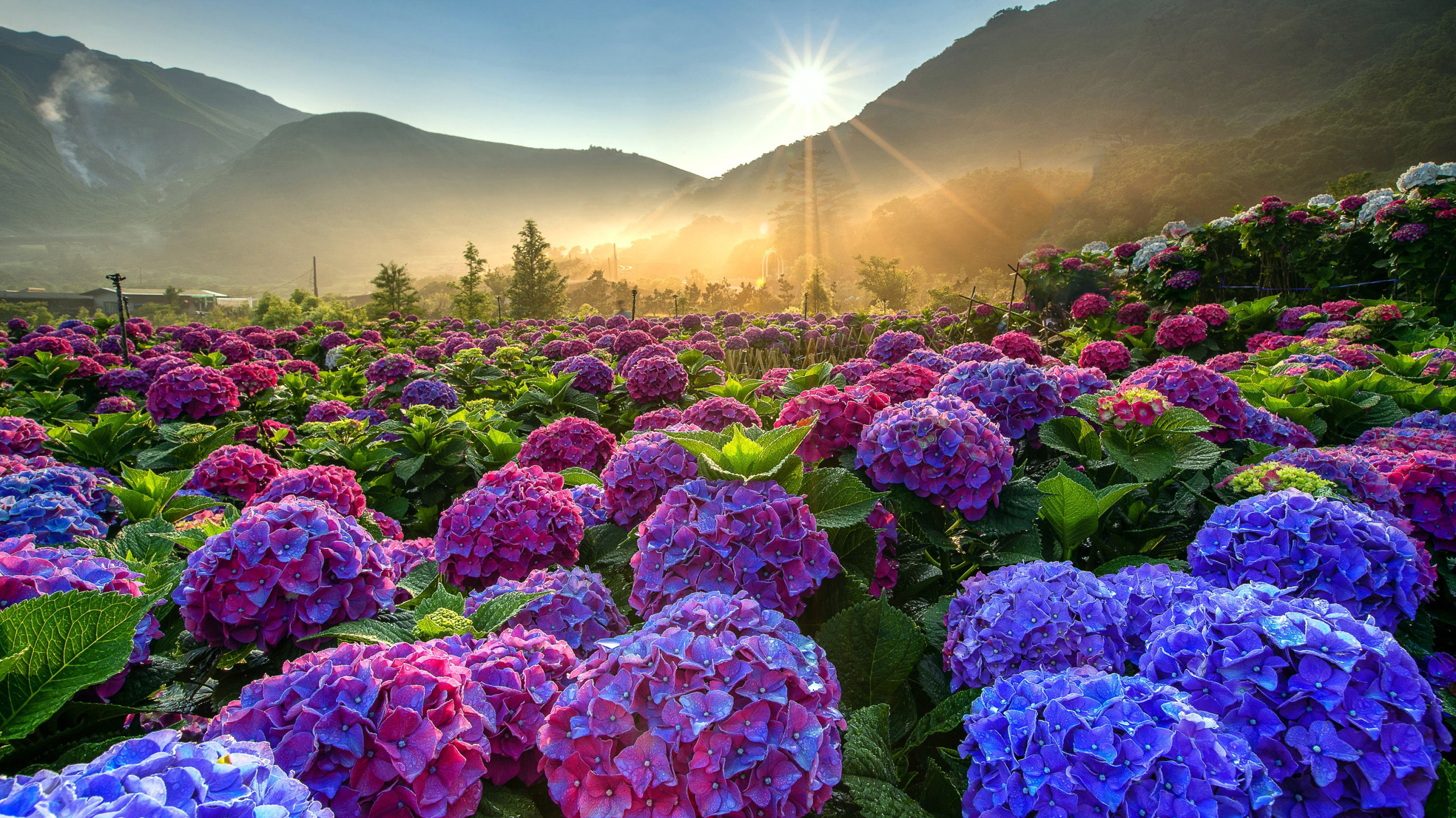 Cẩm tú cầu đẹp lung linh với những đóa hoa màu sắc nổi bật, tạo cảm giác thư thái cho tâm trí bạn. Xem hình để ngắm nhìn sự tuyệt diệu của loài hoa này nhé!