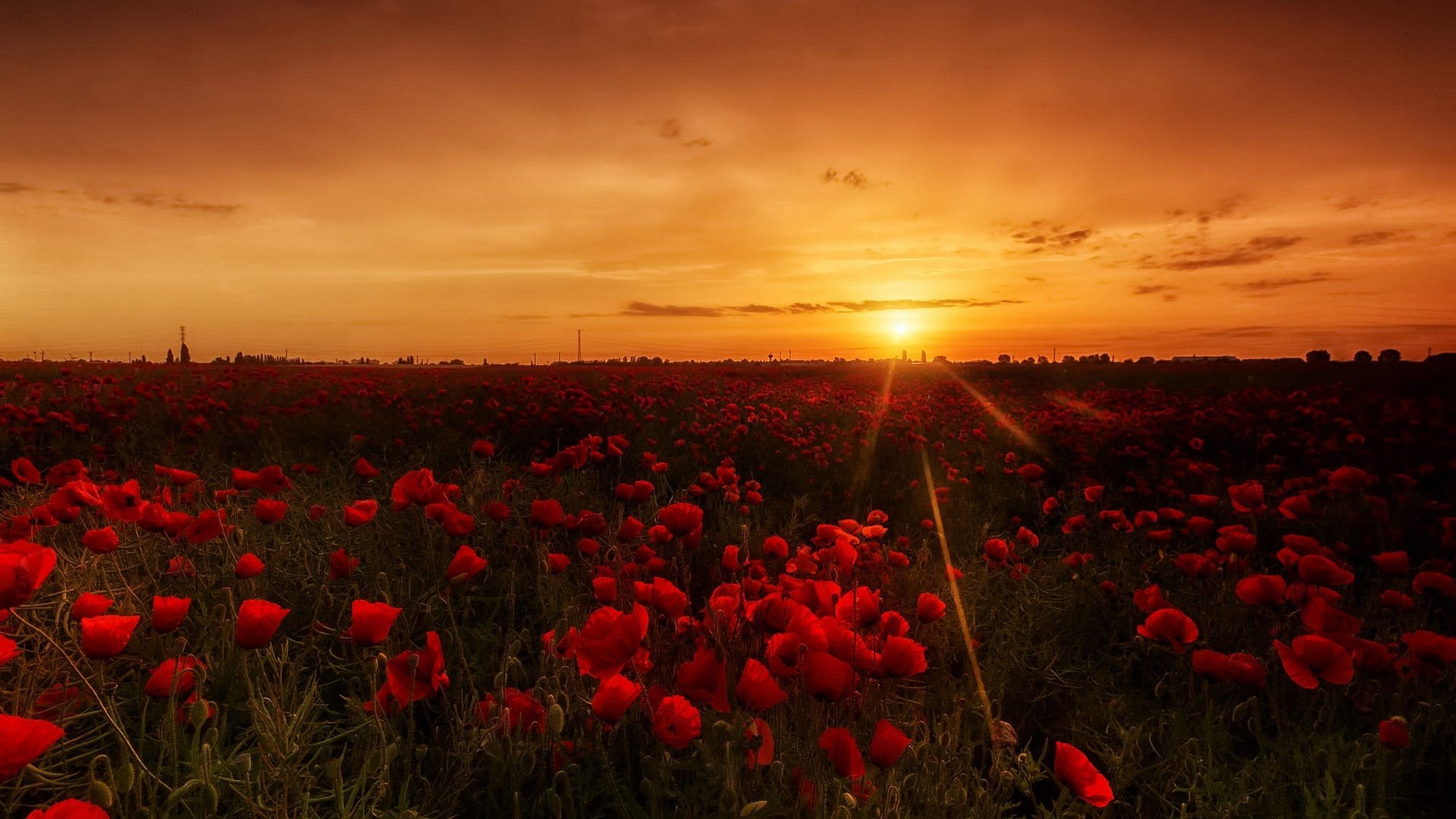 Download Sunrise Nature Red Flower Summer Poppy HD Wallpaper