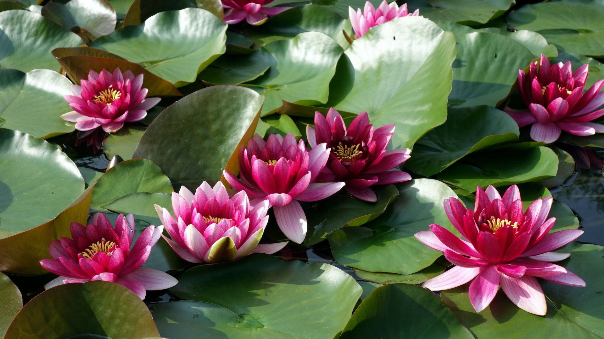 Download Pink Flower Nature Water Lily HD Wallpaper