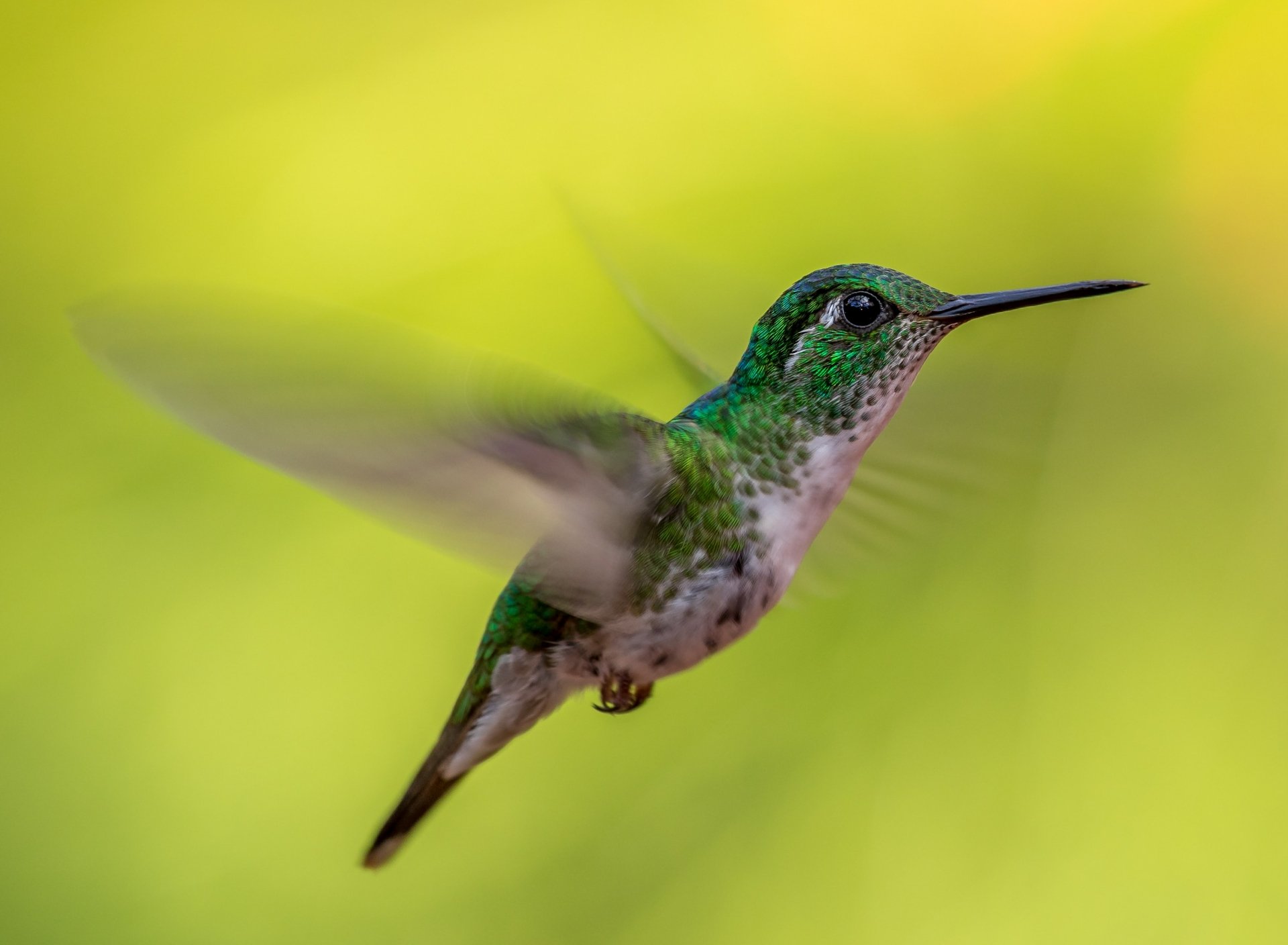 Download Bird Green-crowned Brilliant Animal Hummingbird HD Wallpaper by Zdeněk Macháček