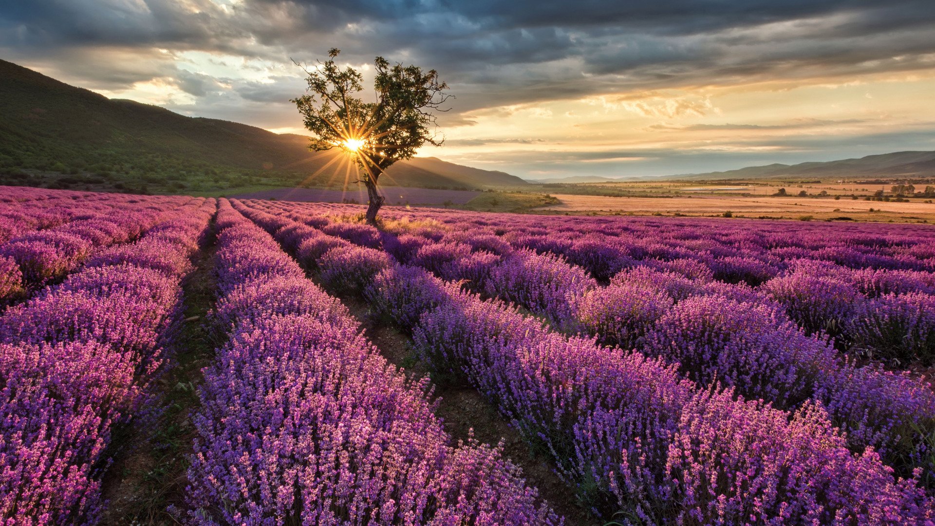 Download Nature Lavender HD Wallpaper