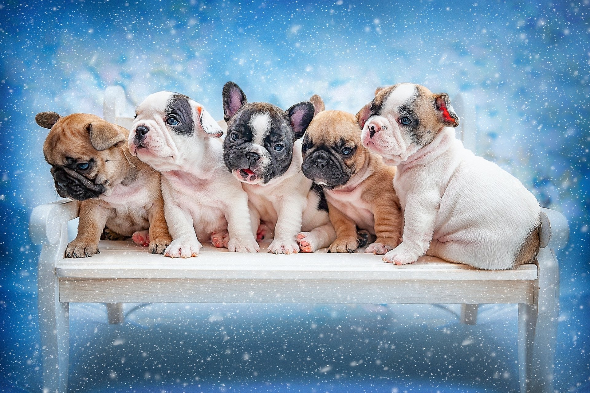 Download Baby Animal Puppy Dog Animal French Bulldog HD Wallpaper ...