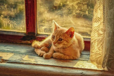 HD desktop wallpaper featuring a serene cat resting on a windowsill with warm sunlight filtering through, creating a cozy and peaceful atmosphere.
