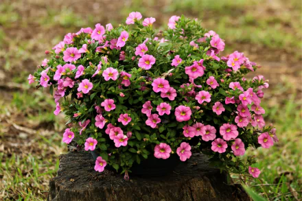 pink flower nature petunia HD Desktop Wallpaper | Background Image
