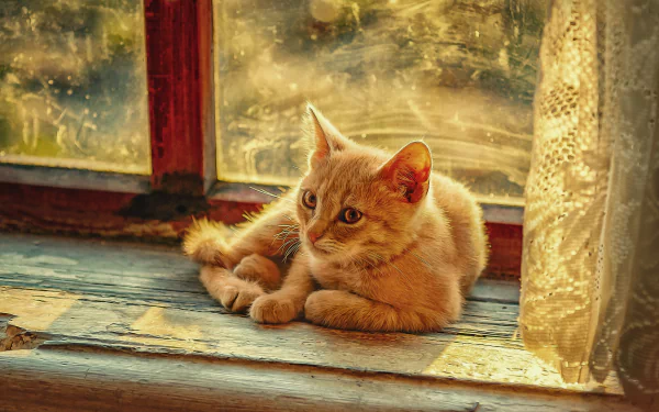 HD desktop wallpaper featuring a serene cat resting on a windowsill with warm sunlight filtering through, creating a cozy and peaceful atmosphere.