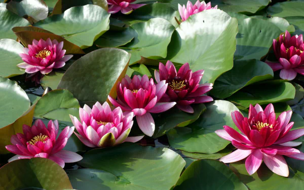 pink flower nature water lily HD Desktop Wallpaper | Background Image