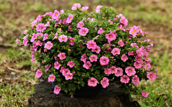 pink flower nature petunia HD Desktop Wallpaper | Background Image