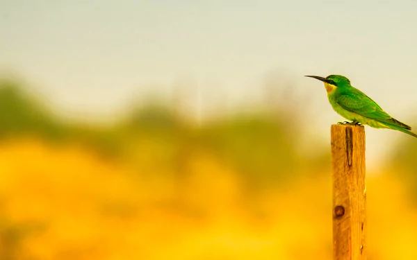 bird Animal bee-eater HD Desktop Wallpaper | Background Image