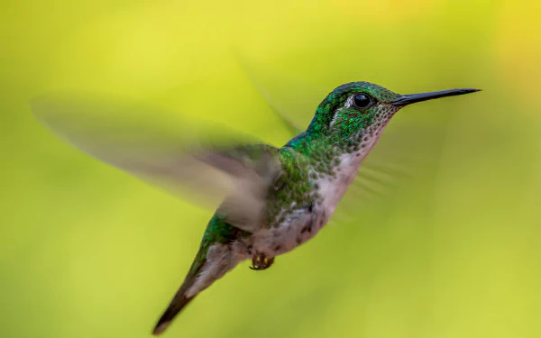  Green-crowned Brilliant (heliodoxa jacula) by Zdeněk Macháček