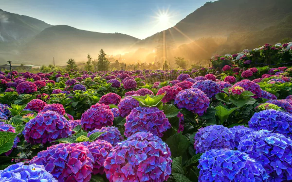 Vibrant hydrangea blooms fill a sunlit field with mountains in the background, captured in an HD nature scene for a PC desktop wallpaper.