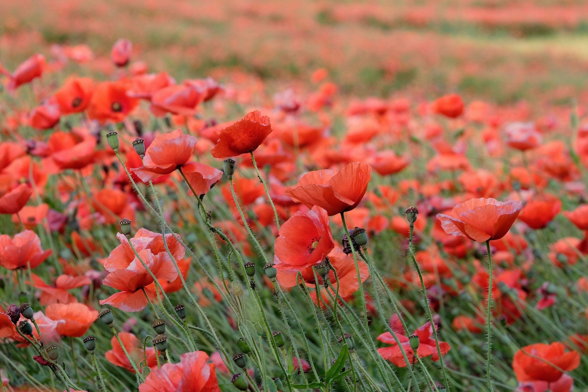 Poppy Hd Wallpaper Background Image 19x1280 Poppy Hd Wallpaper Background Image 19x1280