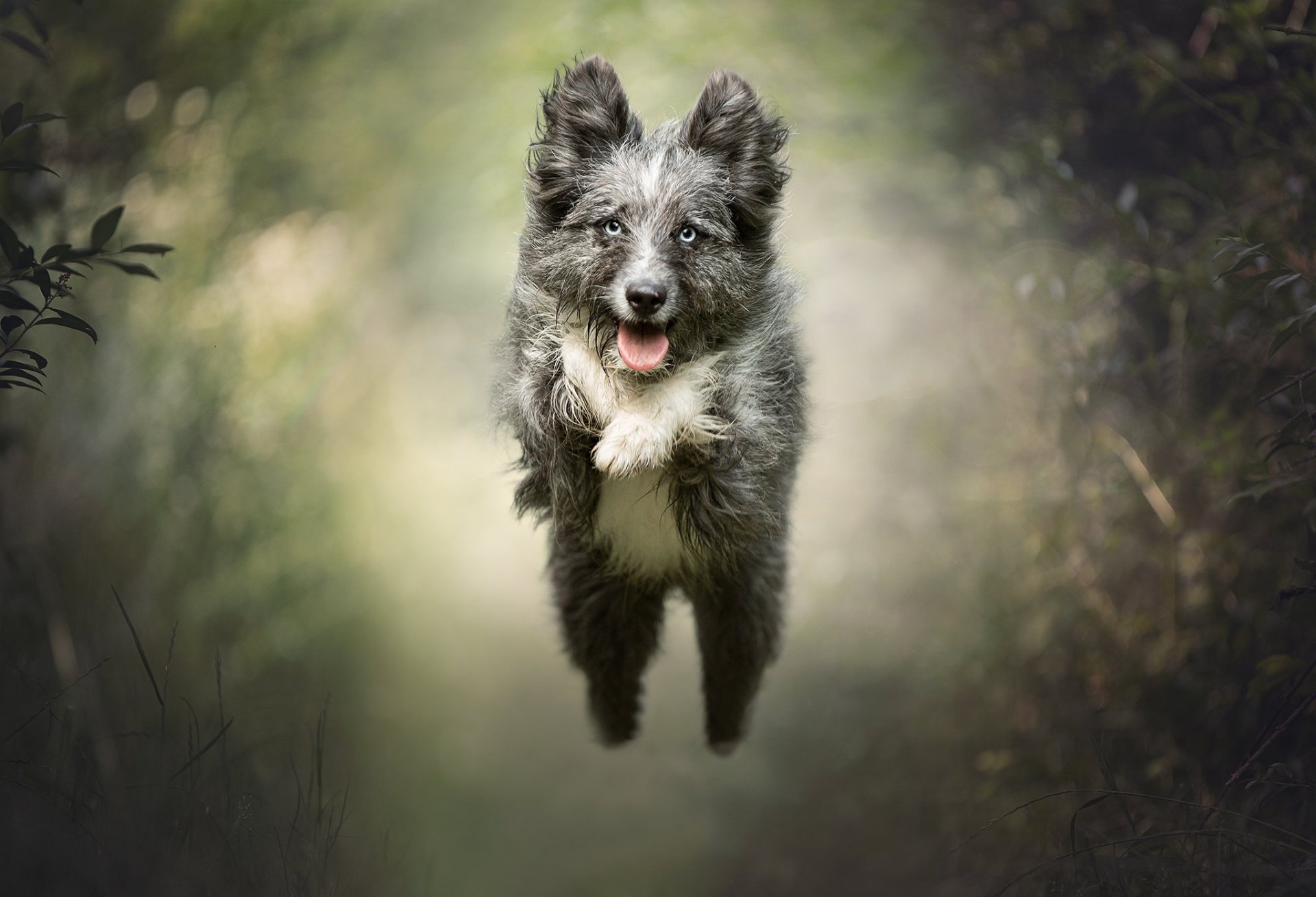 Download Animal Dog HD Wallpaper | 2048x1396 | Wallpaper Abyss