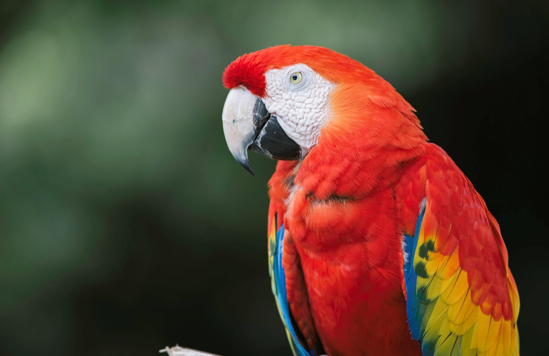 Download Animal Scarlet Macaw HD Wallpaper