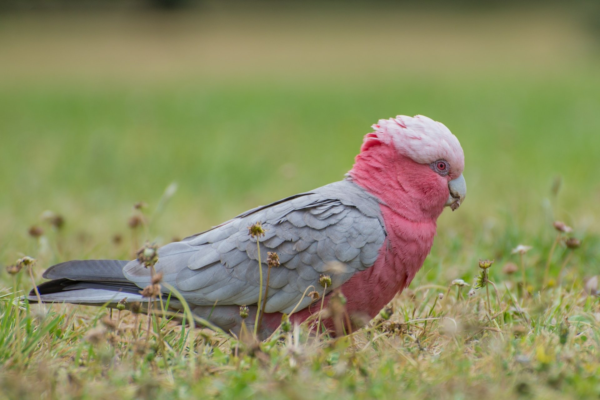 Download Bird Animal Galah HD Wallpaper by Saeed Lajami