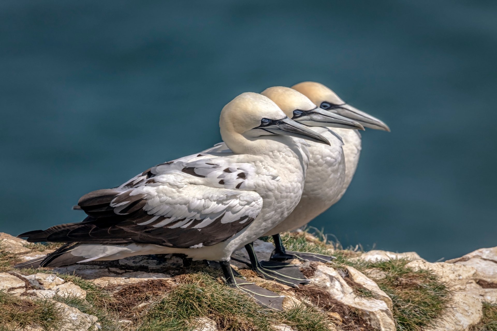 Download Animal Northern Gannet 4k Ultra HD Wallpaper