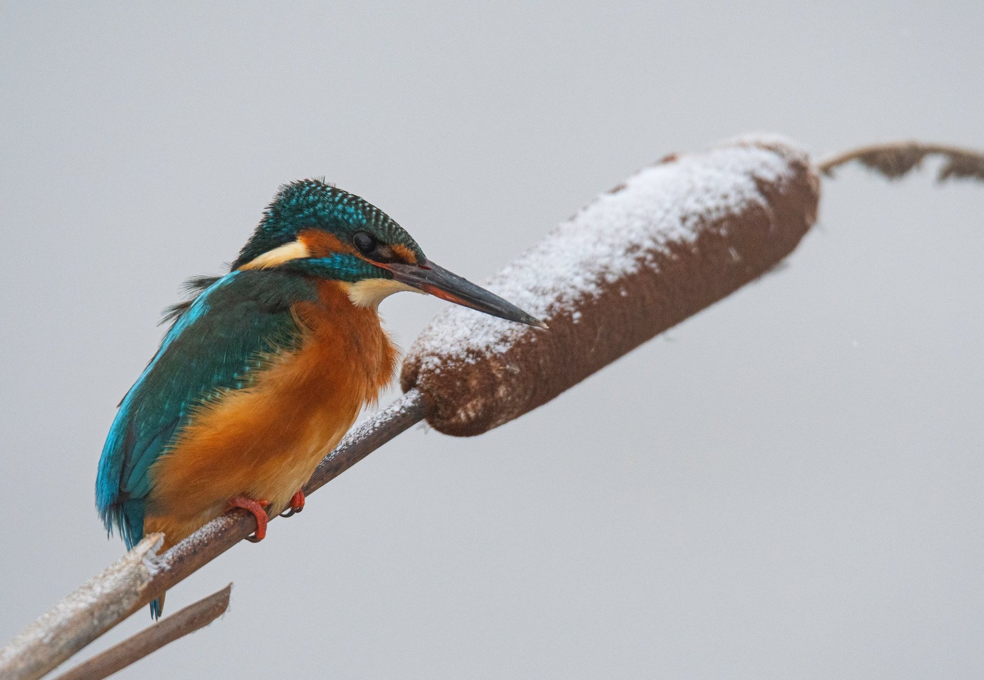 Download Common Kingfisher Bird Animal Kingfisher HD Wallpaper