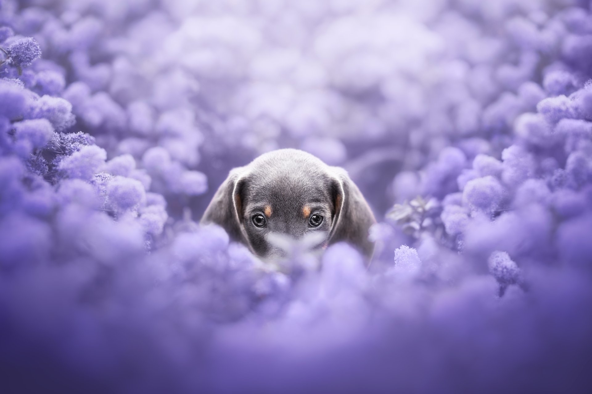 4K Ultra HD PC wallpaper: a dachshund puppy peeks from a sea of soft purple flowers, close-up baby dog surrounded by blurred lavender blooms.
