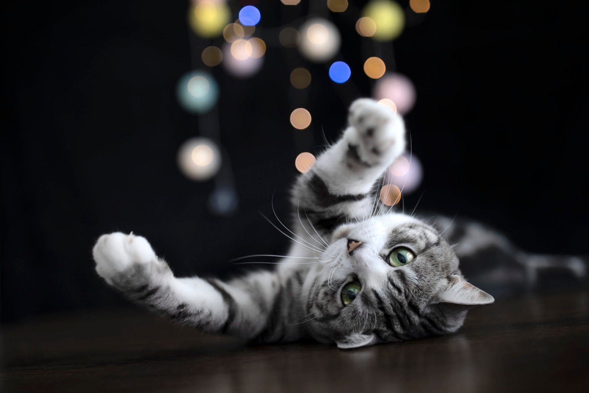 Download Tabby Cat Animal Cat HD Wallpaper