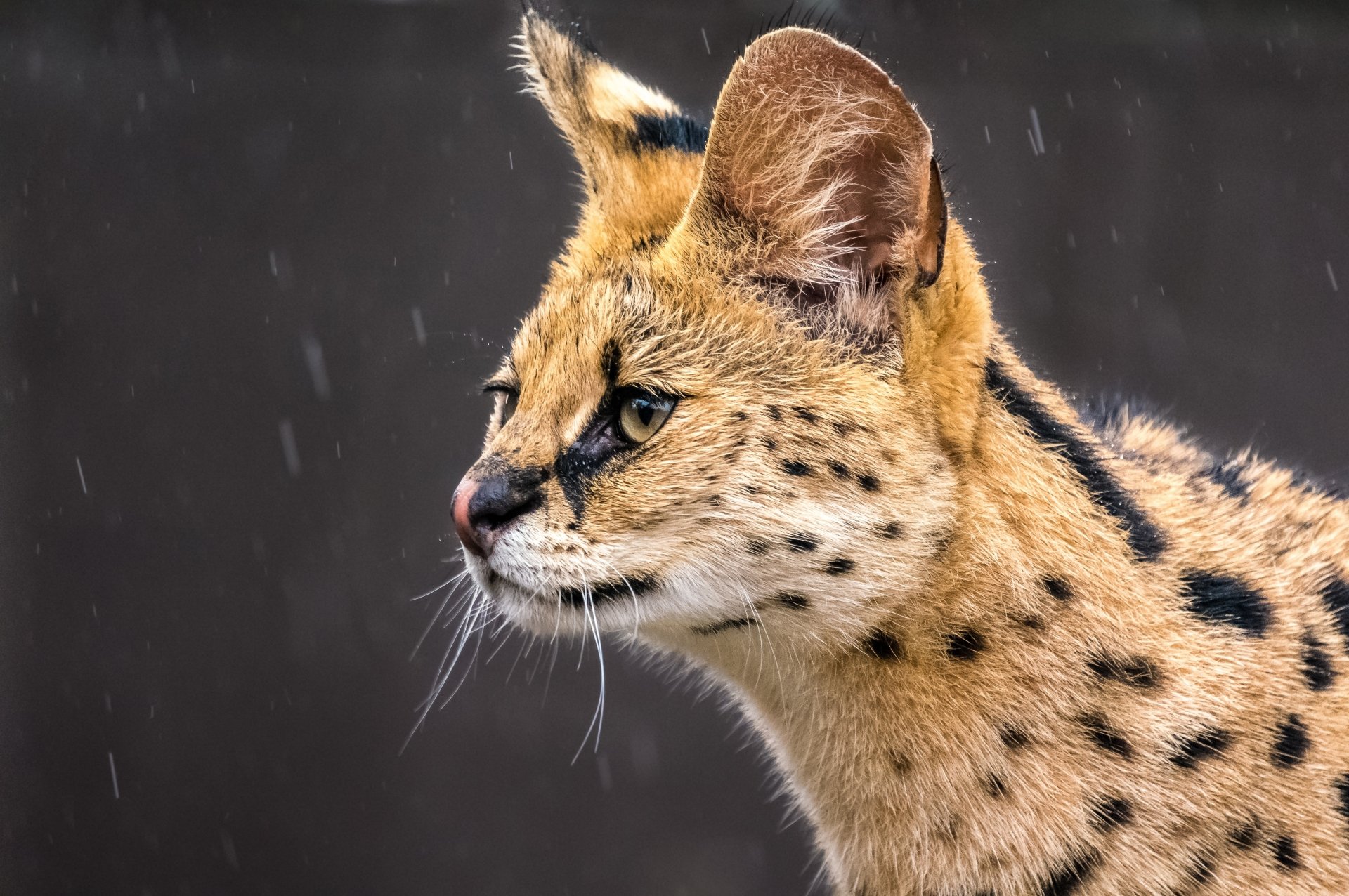 Download Animal Serval 4k Ultra HD Wallpaper