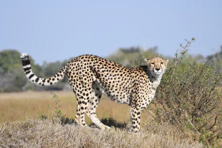  Cheetah - Botswana