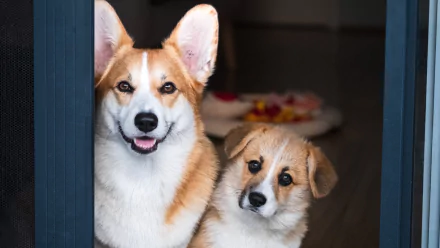 Animal corgi HD Desktop Wallpaper | Background Image