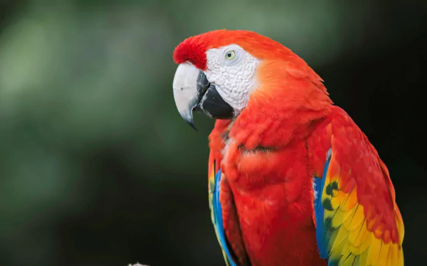  Scarlet Macaw (ara macao)