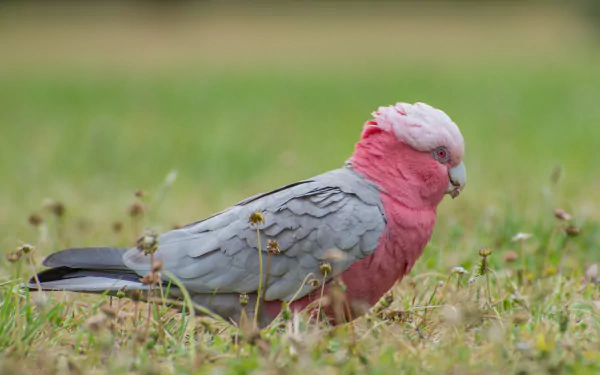  Galah (eolophus roseicapilla) by Saeed Lajami