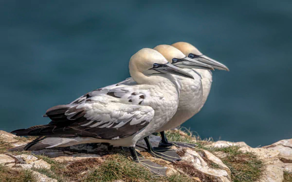Animal northern gannet HD Desktop Wallpaper | Background Image