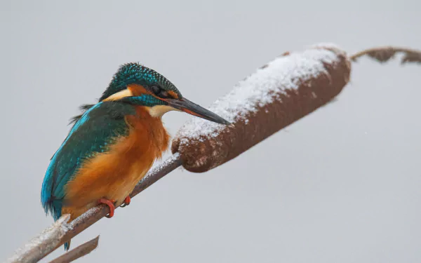 common kingfisher bird Animal kingfisher HD Desktop Wallpaper | Background Image