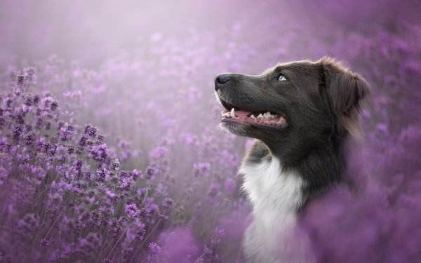 Animal Border Collie Dogs Lavender Purple Flower HD Wallpaper | Background Image