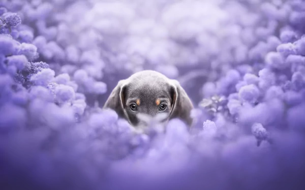 purple flower baby animal puppy dog Animal dachshund HD Desktop Wallpaper | Background Image