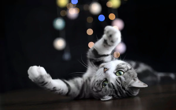 tabby cat Animal cat HD Desktop Wallpaper | Background Image